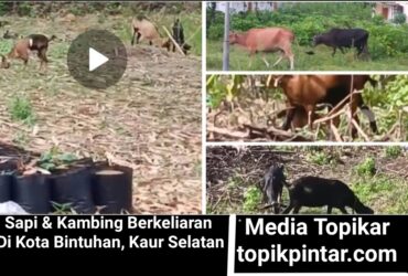 headline-foto