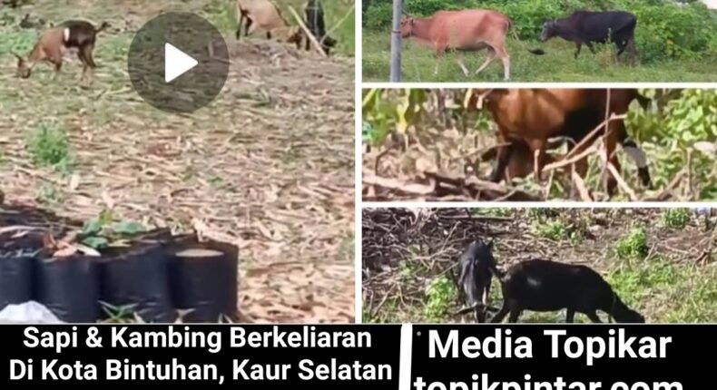 foto slider headline